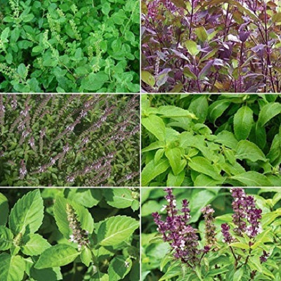 KNESSiN Holy Basil (Tulsi ke beej)Combo of all Varities[1000 Seeds] Seed(1000 per packet)