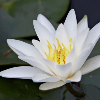 CYBEXIS LX-13 - Aquatic Water Lily/Lotus - (270 Seeds) Seed(270 per packet)
