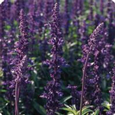 Biosnyg Salvia Flower Garden Seeds - Evolution Violet[100 Seeds] Seed(100 per packet)
