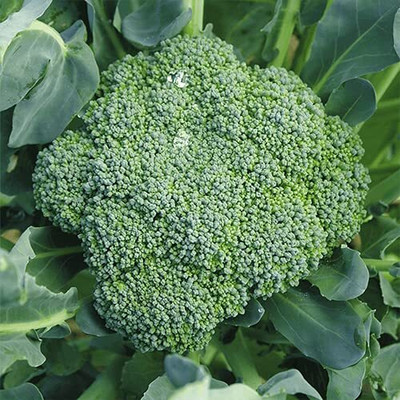 CYBEXIS PUAS-43 - Sun King Broccoli - (450 Seeds) Seed(450 per packet)