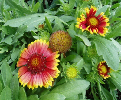 SEEDSSIDE Gaillardia aristata Blanket flower Seed(20 per packet)