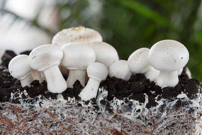 rrr Button mushroom seed,organic,Healthy,Vegetable Seed(200 g)