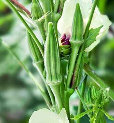 KNESSiN Green Okra Seed(200 per packet)