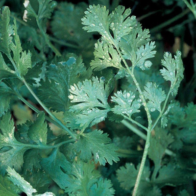 VibeX KGF -3 - Longstanding Cilantro - (750 Seeds) Seed(750 per packet)