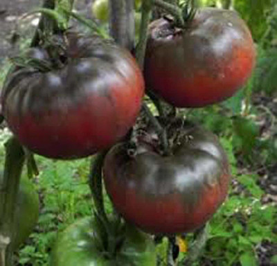 KANAYA Black Tomato F1 Hybrid Heirloom Vegetable Home/Garden Seed(825 per packet)