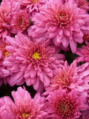 Quentova Chrysanthemum Pink Crest-22F-GBPUT Seed(50 per packet)
