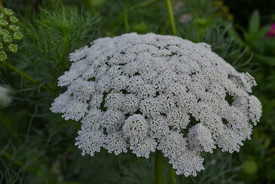 CYBEXIS TLX-41 - Green Mist False Queen Anne's Lace - (540 Seeds) Seed(540 per packet)
