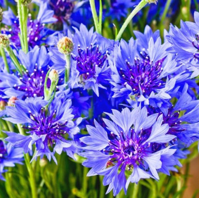 Om Cosmos Cornflower Centaurea Mixed Seeds Seed(35 per packet)