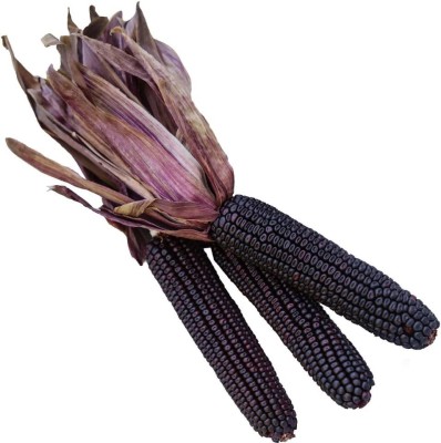 VibeX ATS-50 - Suntava Full Season Purple Sweet Corn - (250 Seeds) Seed(250 per packet)