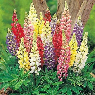 AXAQI Lupin Florida Giant Mix Flower Plant Seed(75 per packet)