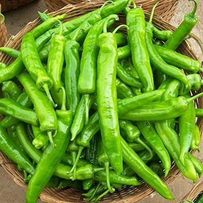 KNESSiN Green Chilli Slim Seed(1250 per packet)