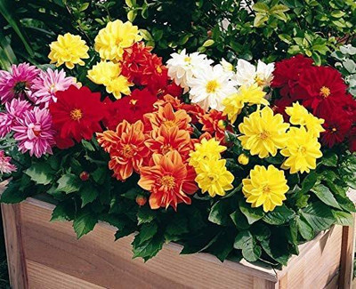 CYBEXIS TLX-75 - Flowers Dahlia Double Mix Annual - (60 Seeds) Seed(60 per packet)