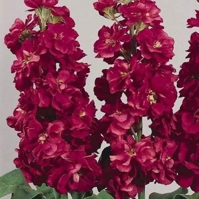 LPR STOCK Seed(10 per packet)