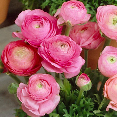 Epazo Ranunculus Flower Seed Winter Flower Seed(2 per packet)