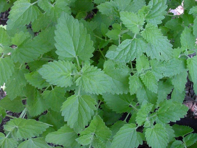 CYBEXIS XL-63 - Catnip for Planting - (1500 Seeds) Seed(1500 per packet)
