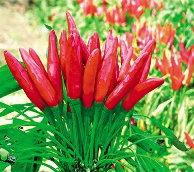 ActrovaX Chilli Hot Jwala Pariksha [1gm Seeds] Seed(1 g)