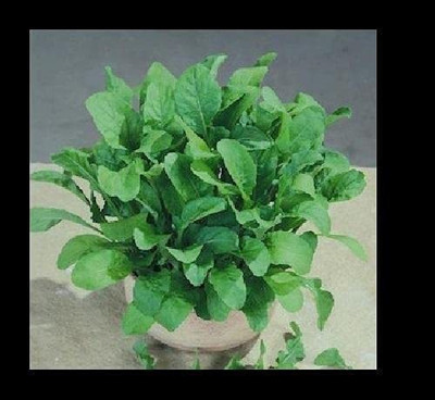 CYBEXIS GUA-32 - Arugula Astro - (2250 Seeds) Seed(2250 per packet)