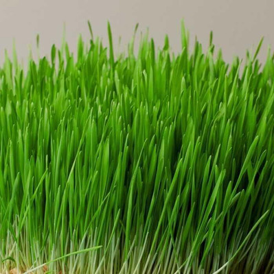 Aywal Organic Wheat Grass Seed(5000 per packet)