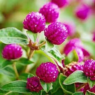Lorvox Gomphrena Mixed Seed(40 per packet)