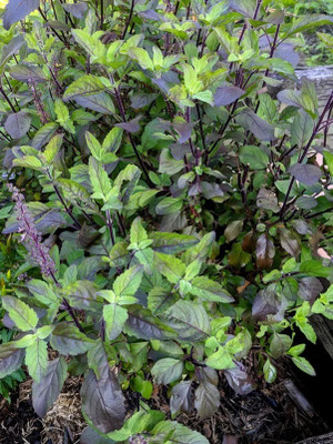 SUNWAN Holy Tulsi Basil 'Krishna' (Ocimum sanctum) Seed(100 per packet)