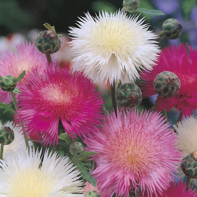 CYBEXIS Sweet Sultan Mixed Color F1 Hybrid Seeds(120 Seeds) Seed(120 per packet)