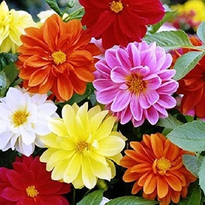 Epazo Dahlia flower seeds, Dahlia big flower mix colour gardening Seed(100 per packet)