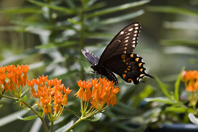 WILLVINE ™ Butterfly Seeds-2000 SEEDS Seed(2000 per packet)