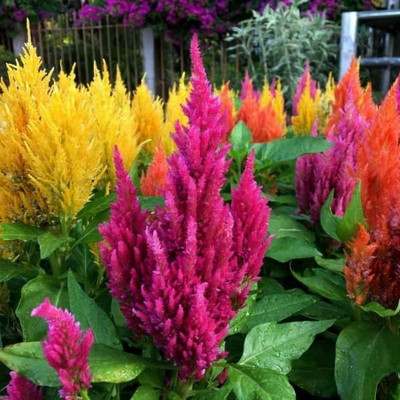 ZIXA COLORFUL Mixed CELOSIA Flower Seed(100 per packet)