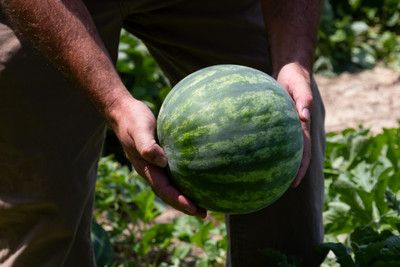 wequality Hybrid watermelon seeds, Watermelon seeds Hybrid, Best hybrid watermelon Seed(250 per packet)