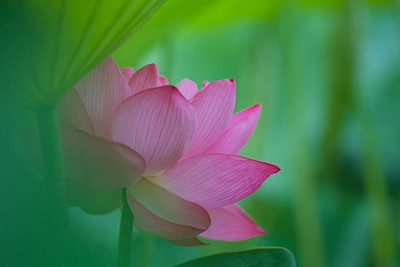 Deshi Nushke lotus,kamal gatta Seed(11 per packet)