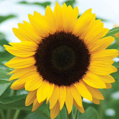 CYBEXIS GUA-66 - Huge Tall Common Sunflower - (150 Seeds) Seed(150 per packet)
