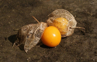 Quentova Cape Gooseberry Rasbhari-HQ-8Q Seed(75 per packet)