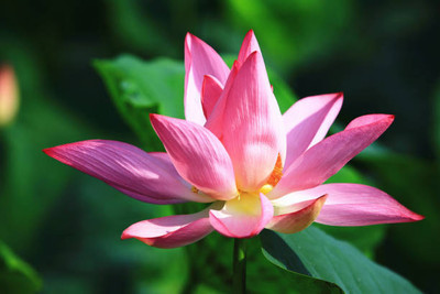 Gulabi nagari lotus,kamal gatta Seed(10 per packet)