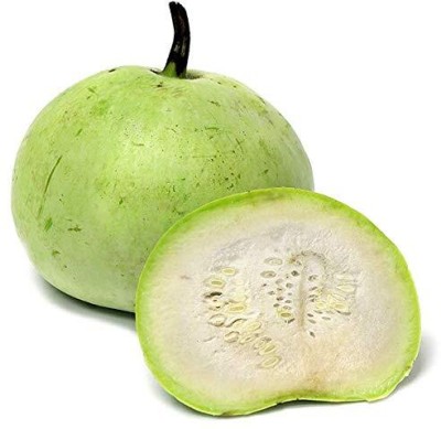 KNESSiN Indian Squash Praecitrullus - Apple Gourd[100 Seeds] Seed(100 per packet)