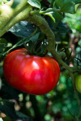 rsd enterprise tomato Seed(110 per packet)