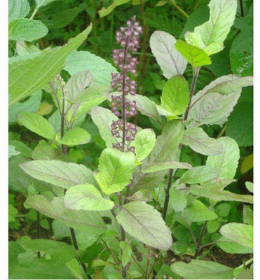 Aywal Tulsi Herb Green Seed(80 per packet)
