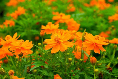 ZIXA Cosmos sulphureus Seed(100 per packet)