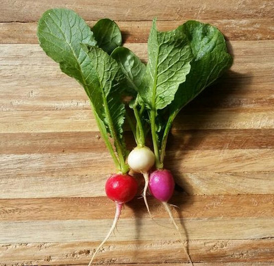 CYBEXIS Easter Egg Radish2400 Seeds Seed(2400 per packet)