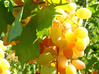 Decon Grapes Seed(25 per packet)