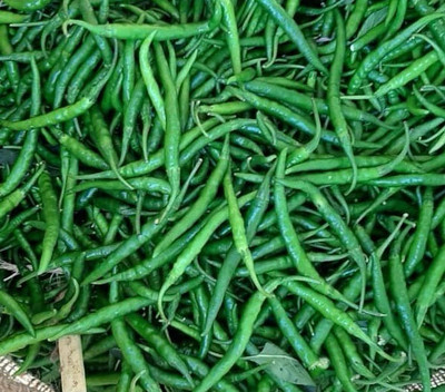 Quentova Chilly/Green Chilli/हरी मिर्च-7V-IACR Seed(250 per packet)