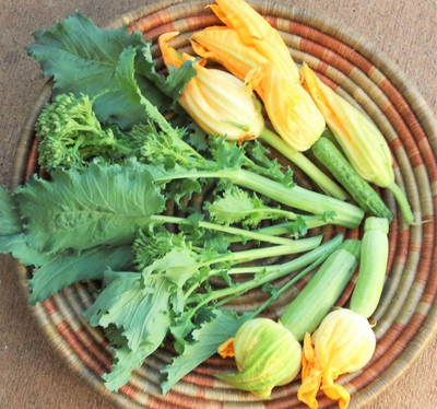 Qualtivate XXX-7A Broccoli Raab Spring Rapini Broccolini Seed(300 per packet)