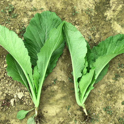 ENINE Cabbage Seed(250 per packet)