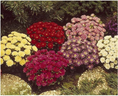 CYBEXIS Aster China Dwarf Pinocchio Mix Seed(1 g)