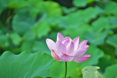 JasBerk lotus,kamal seeds Seed(13 per packet)