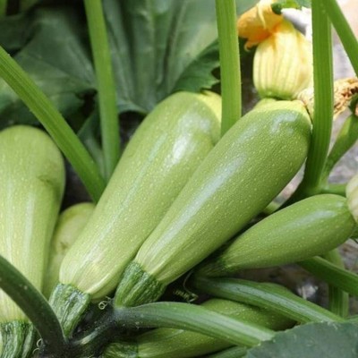 CYBEXIS Home Garden Farm Planting - Zucchini Seeds400 Seeds Seed(400 per packet)