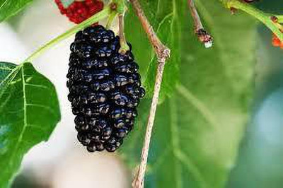 Oliver MULBERRY (shshatoot) fruit seeds Seed(120 per packet)