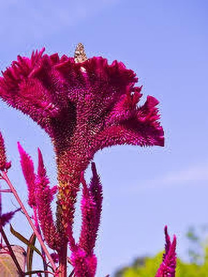 SUPRIKAM cockscomb/morog flower Seed(25 per packet)