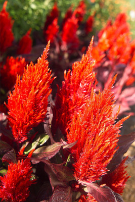 Quentova 'New Look Red' Celosia Seed(100 per packet)