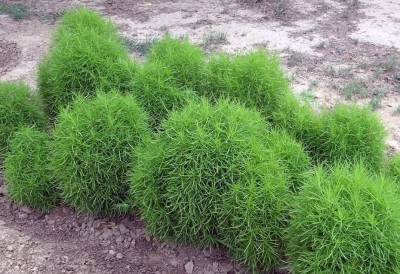 CEZIUS Easy To Grow Bush Grass | Kochia scoparia Seed(250 per packet)