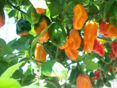 CYBEXIS Habanero Caribbean Orange Chilli Pepper - Vegetable/Fruit Seeds2400 Seeds Seed(2400 per packet)